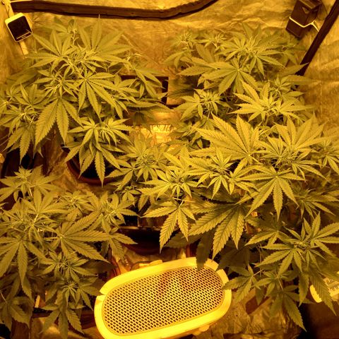Génétique inconnue growlog photo: Le rinssage est fait le 29/07/2021