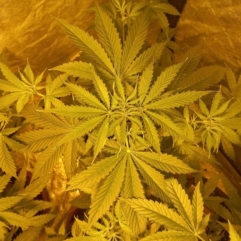 Génétique inconnue growlog timeline photo