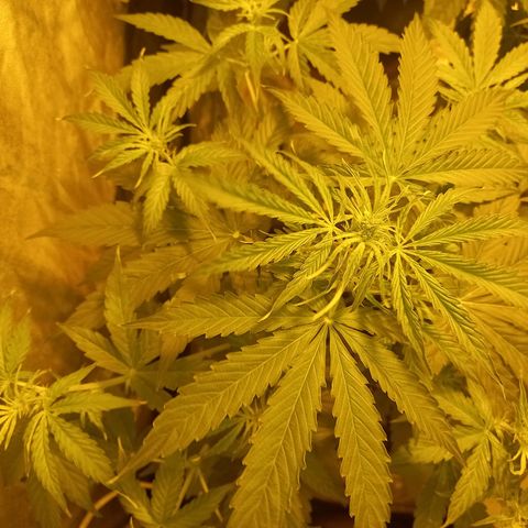 Génétique inconnue growlog timeline photo