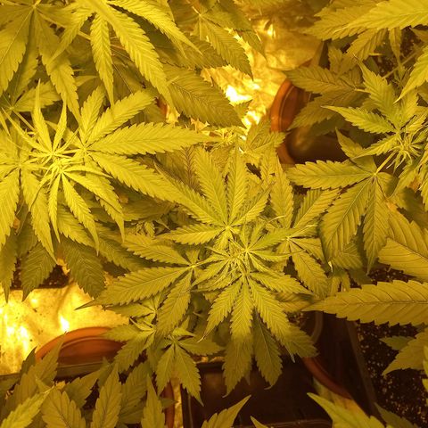 Génétique inconnue growlog timeline photo