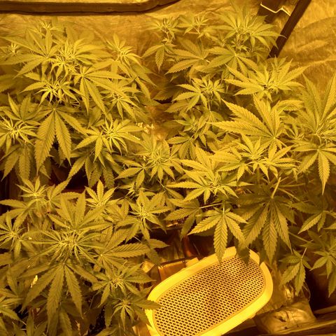Génétique inconnue growlog timeline photo