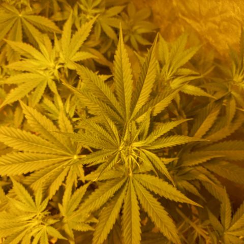 Génétique inconnue growlog timeline photo