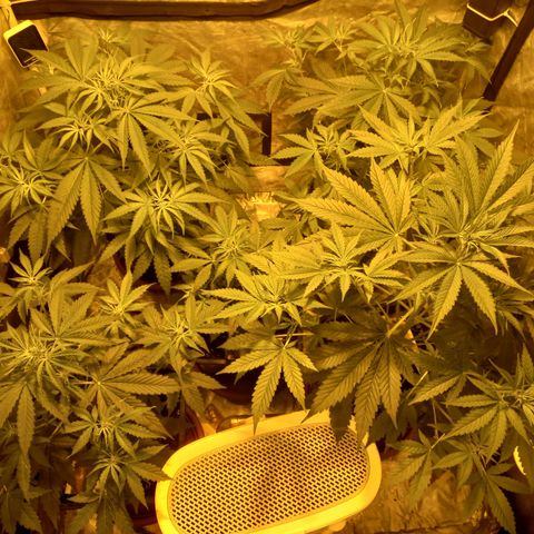 Génétique inconnue growlog timeline photo