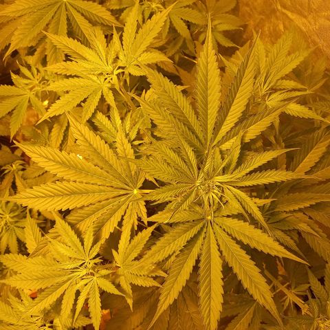 Génétique inconnue growlog timeline photo