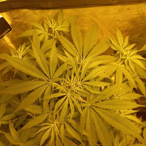 Génétique inconnue growlog timeline photo