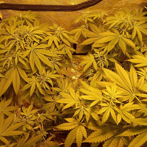 Génétique inconnue growlog timeline photo