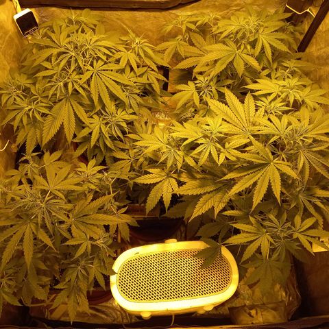 Génétique inconnue growlog timeline photo
