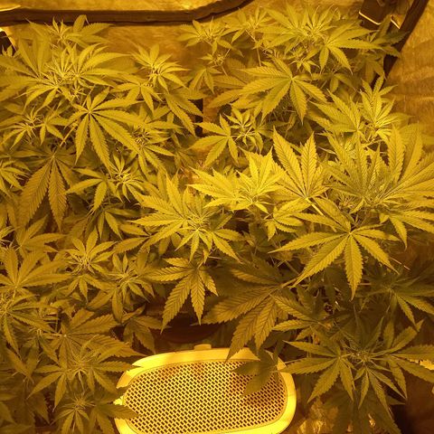 Génétique inconnue growlog timeline photo