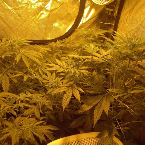Génétique inconnue growlog timeline photo