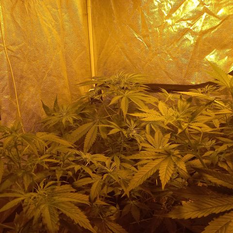 Génétique inconnue growlog timeline photo