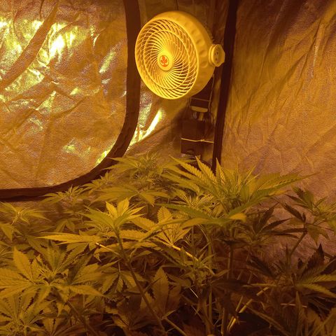 Génétique inconnue growlog timeline photo