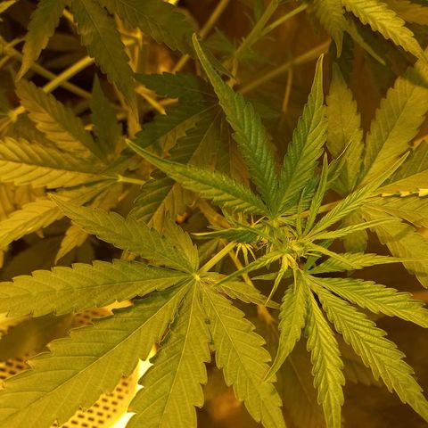 Génétique inconnue growlog timeline photo