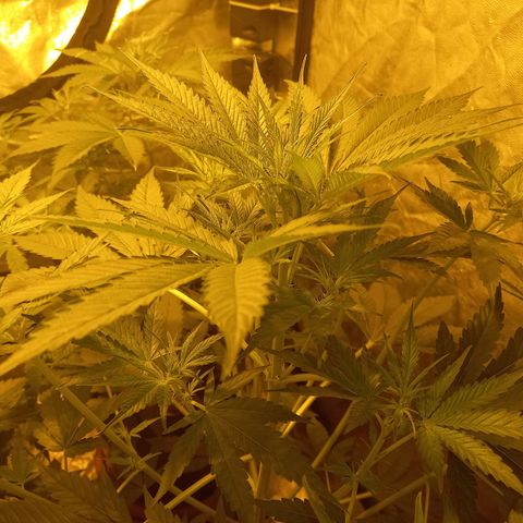 Génétique inconnue growlog timeline photo