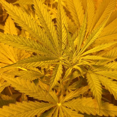 Génétique inconnue growlog timeline photo