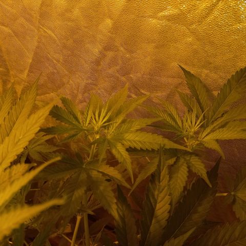 Génétique inconnue growlog timeline photo