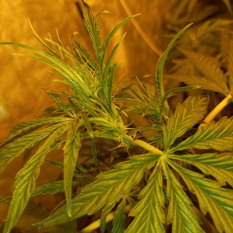 Génétique inconnue growlog timeline photo