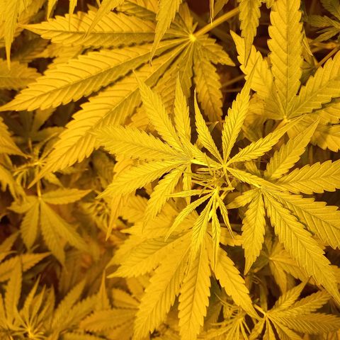 Génétique inconnue growlog timeline photo