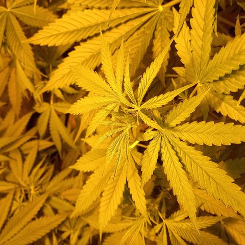Génétique inconnue growlog timeline photo