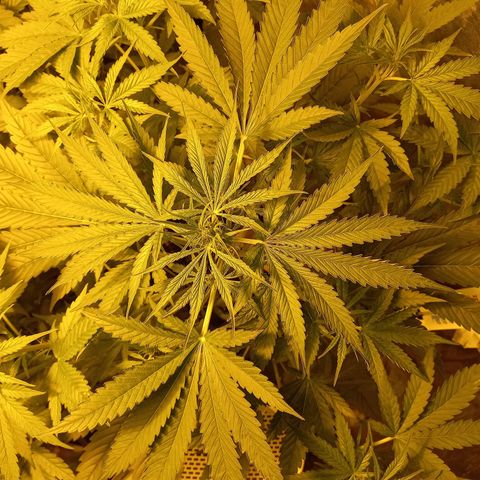 Génétique inconnue growlog timeline photo