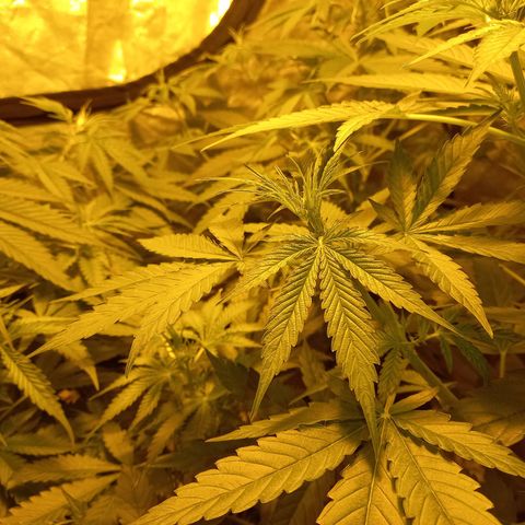 Génétique inconnue growlog timeline photo