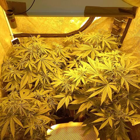 Génétique inconnue growlog timeline photo