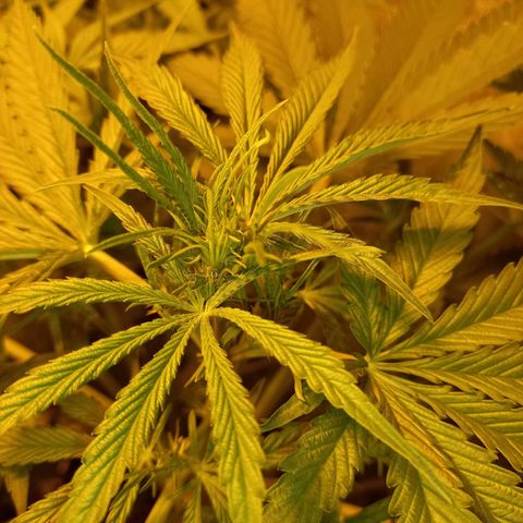 Génétique inconnue growlog timeline photo