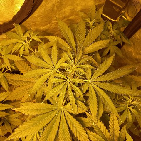 Génétique inconnue growlog timeline photo