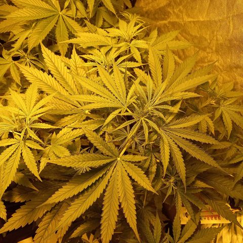Génétique inconnue growlog timeline photo