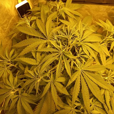 Génétique inconnue growlog timeline photo