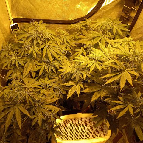 Génétique inconnue growlog timeline photo
