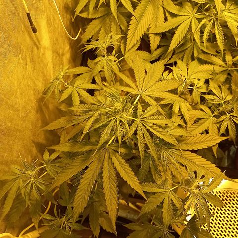 Génétique inconnue growlog timeline photo