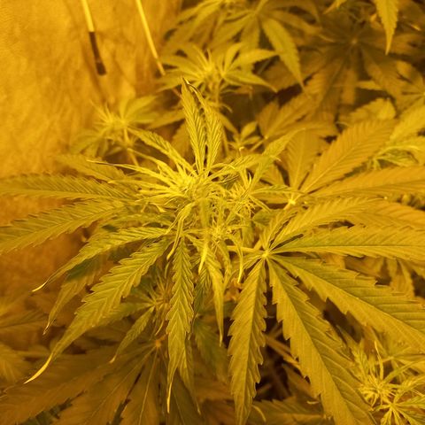Génétique inconnue growlog photo: 18h