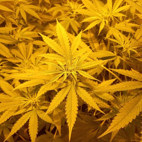 Génétique inconnue growlog photo: 18h