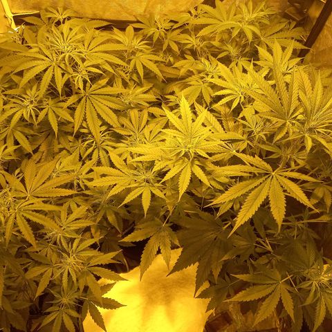 Génétique inconnue growlog photo: 18h