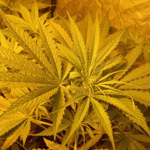 Génétique inconnue growlog photo: 18h