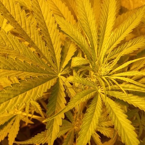 Génétique inconnue growlog photo: 18h