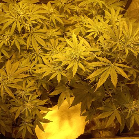 Génétique inconnue growlog photo: 18h