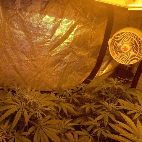 Génétique inconnue growlog photo: 18h