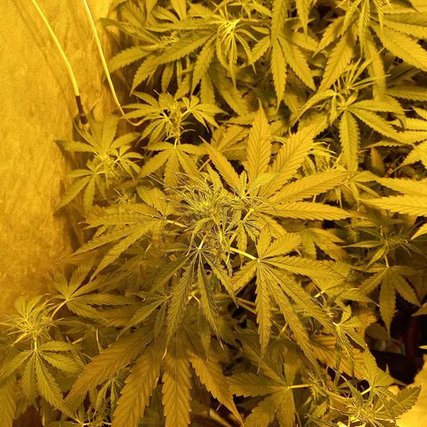 Génétique inconnue growlog photo: A 9h 
