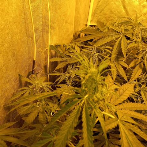 Génétique inconnue growlog photo: A 9h 