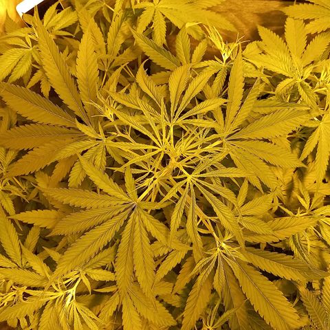 Génétique inconnue growlog photo: A 9h 