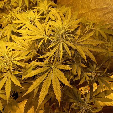 Génétique inconnue growlog photo: A 9h 