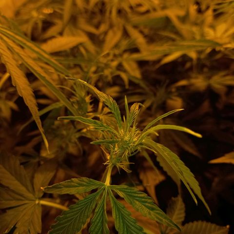 Génétique inconnue growlog photo: A 9h 
