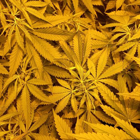 Génétique inconnue growlog photo: A 9h 