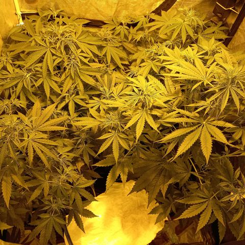 Génétique inconnue growlog photo: A 9h 