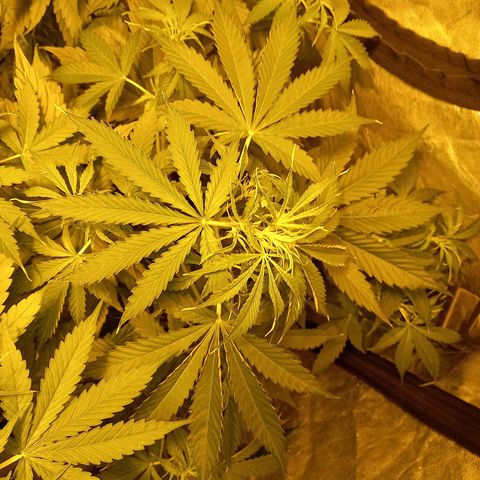 Génétique inconnue growlog photo: A 9h 