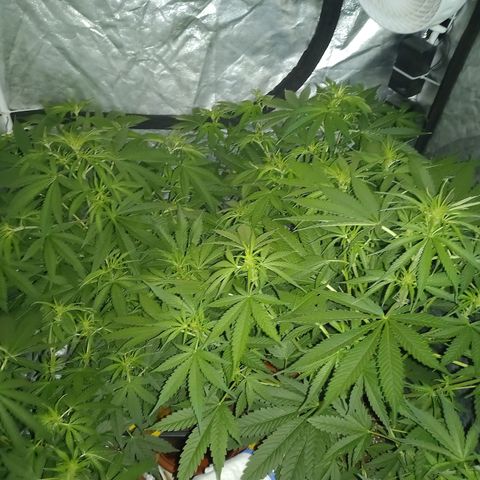 Génétique inconnue growlog photo: A 9h 