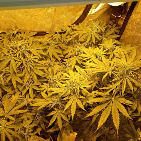 Génétique inconnue growlog photo: A 9h 