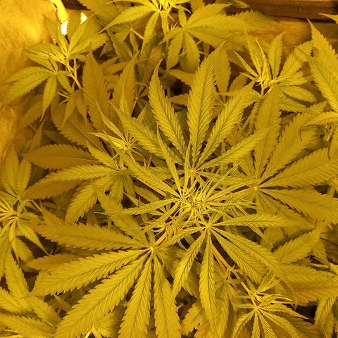 Génétique inconnue growlog timeline photo