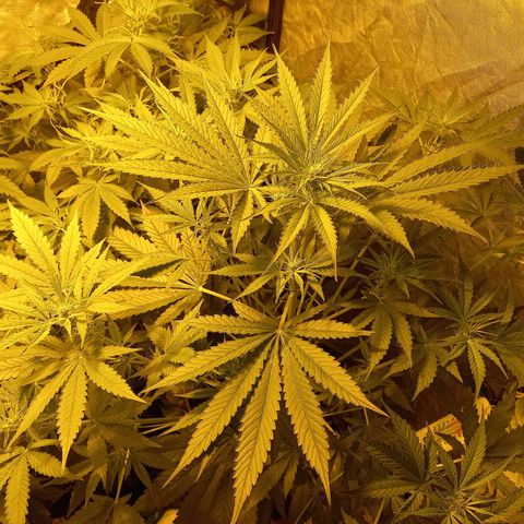Génétique inconnue growlog timeline photo